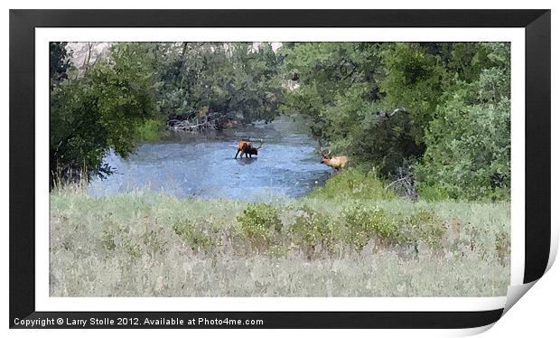 Elk in the River Print by Larry Stolle