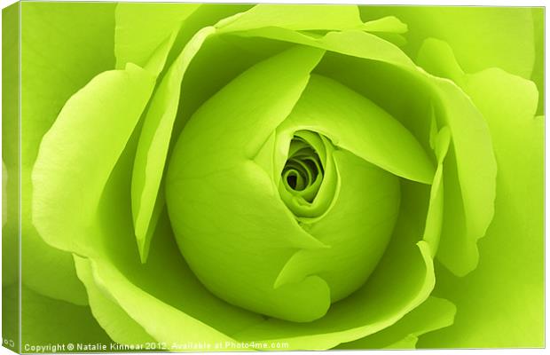 Bright Lime Green Rose Flower Canvas Print by Natalie Kinnear