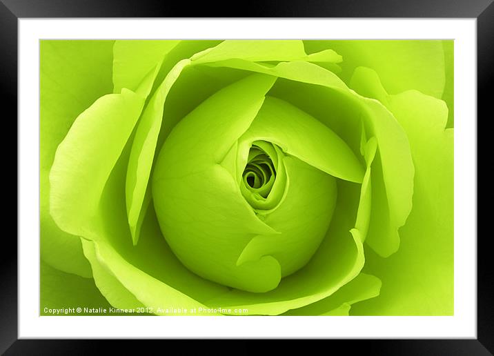 Bright Lime Green Rose Flower Framed Mounted Print by Natalie Kinnear