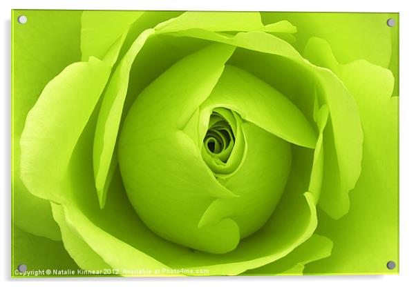 Bright Lime Green Rose Flower Acrylic by Natalie Kinnear