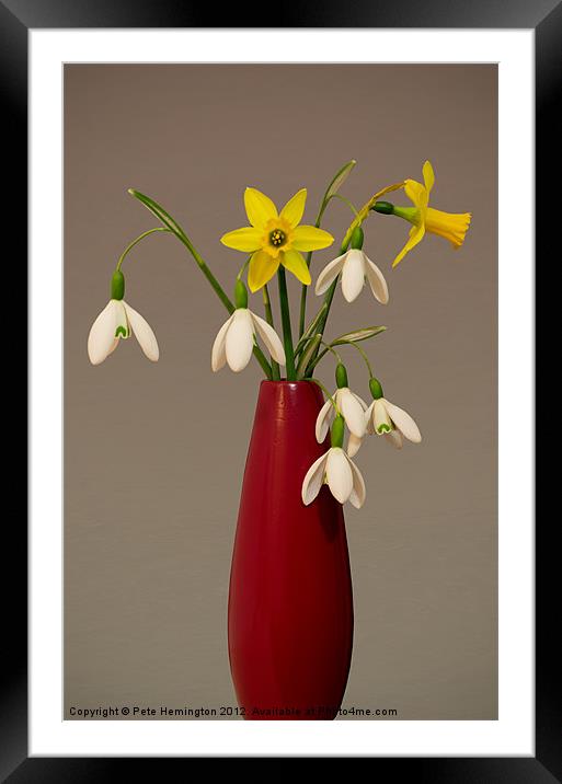 Still life of snowdrops and Narcissi Framed Mounted Print by Pete Hemington