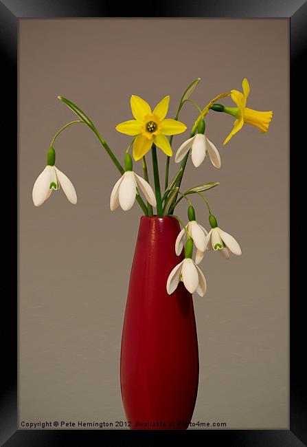 Still life of snowdrops and Narcissi Framed Print by Pete Hemington