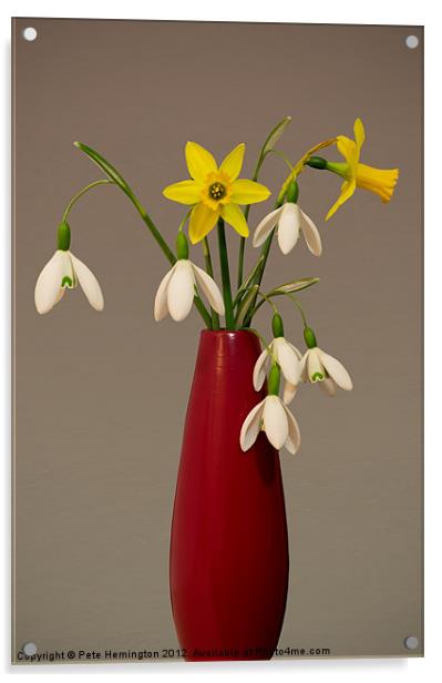 Still life of snowdrops and Narcissi Acrylic by Pete Hemington