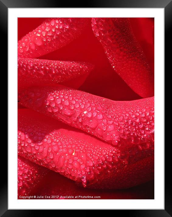 Rose Petals Framed Mounted Print by Julie Coe