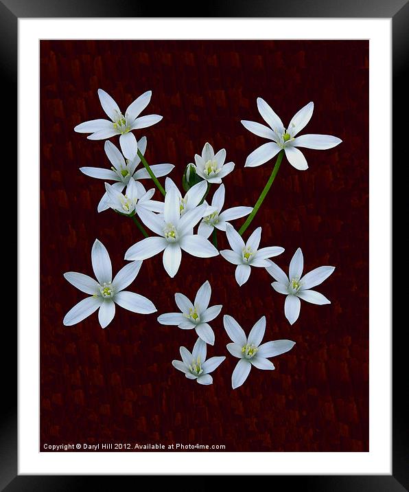 White Rain Lilies on Burnt Cherry Framed Mounted Print by Daryl Hill