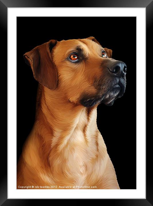PROUD TO BE A RIDGEBACK Framed Mounted Print by Rob Toombs