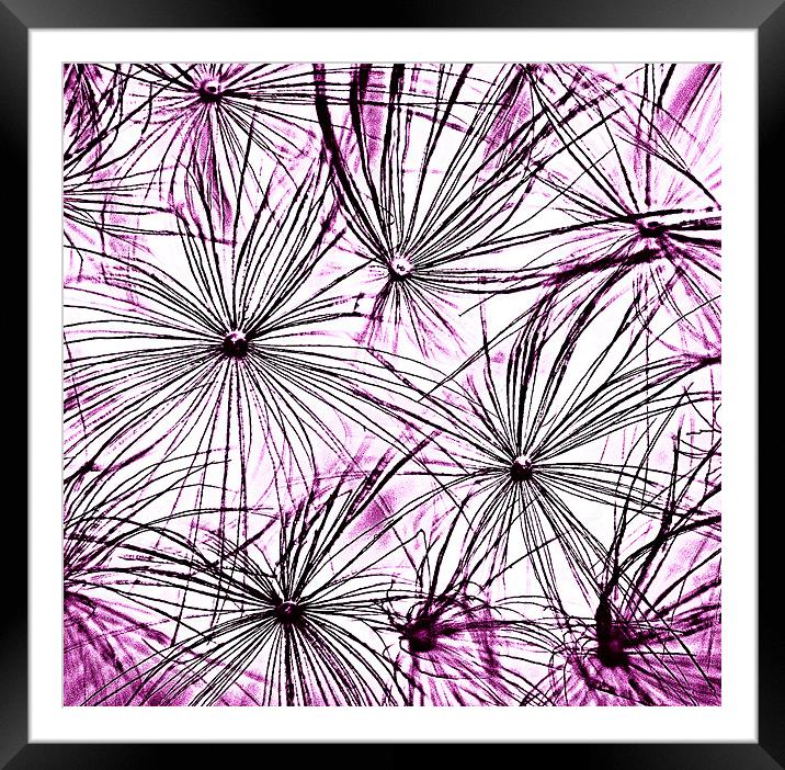 Dandelion Seedhead purple Framed Mounted Print by Rosanna Zavanaiu
