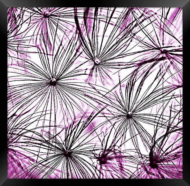 Dandelion Seedhead purple Framed Print by Rosanna Zavanaiu