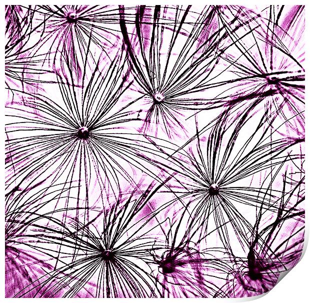 Dandelion Seedhead purple Print by Rosanna Zavanaiu