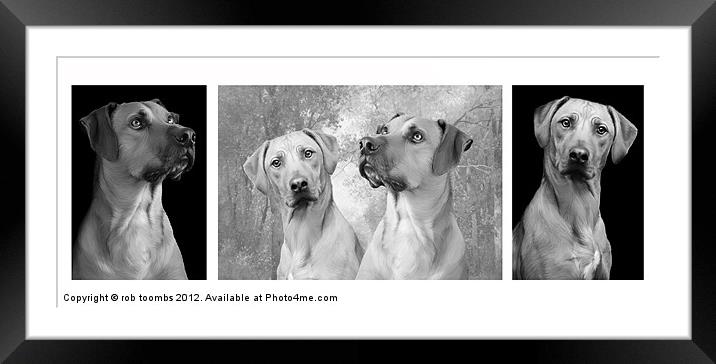 A FAMILY OF RIDGEBACKS Framed Mounted Print by Rob Toombs