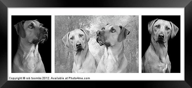 A FAMILY OF RIDGEBACKS Framed Print by Rob Toombs