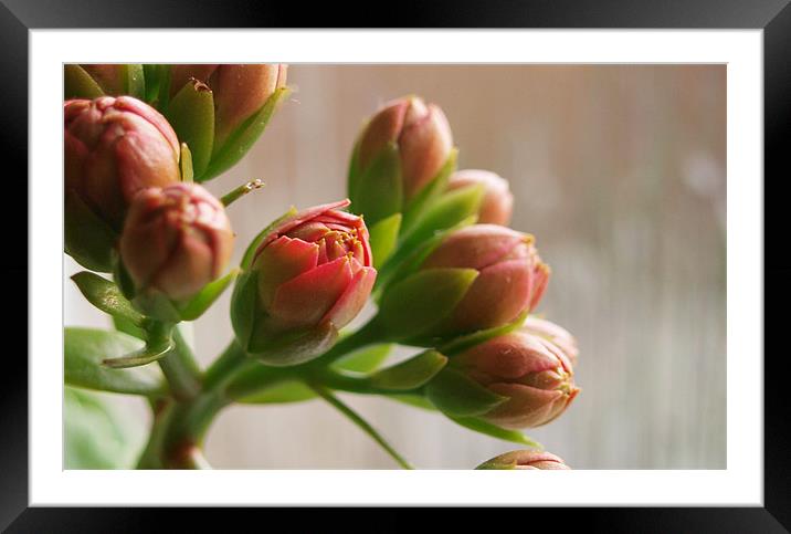 Pink Calandiva Buds Framed Mounted Print by andrew hall
