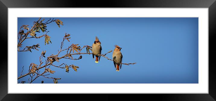 WAXWINGS Framed Mounted Print by Anthony R Dudley (LRPS)