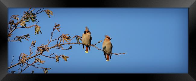 WAXWINGS Framed Print by Anthony R Dudley (LRPS)