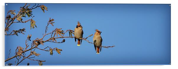 WAXWINGS Acrylic by Anthony R Dudley (LRPS)
