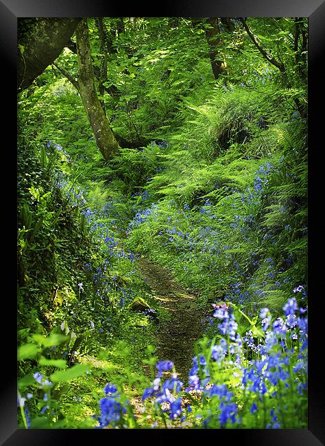 THE SECRET PATH Framed Print by Anthony R Dudley (LRPS)