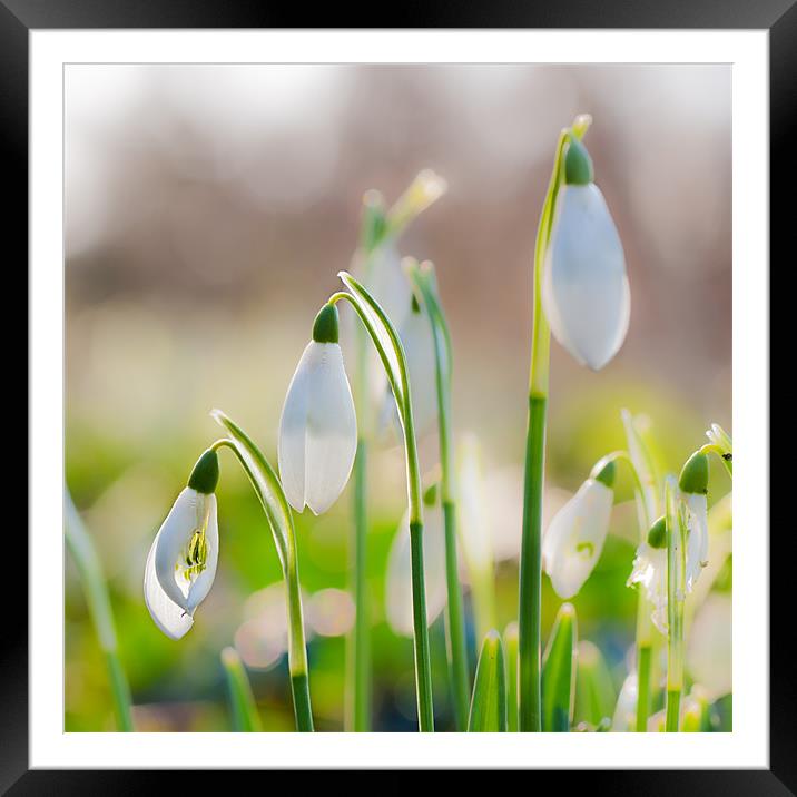 Snowdrops Framed Mounted Print by Stephen Mole