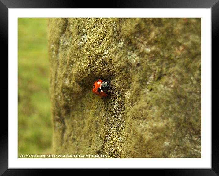 Tucked Up Ladybird Framed Mounted Print by Debra Kelday