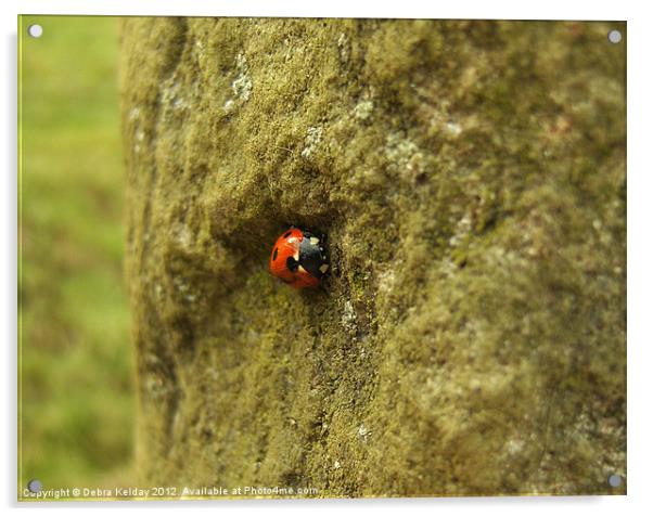 Tucked Up Ladybird Acrylic by Debra Kelday