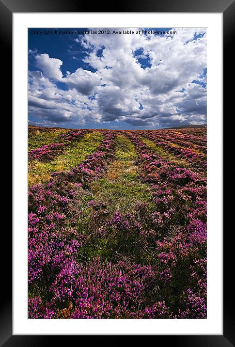 lines of heather Framed Mounted Print by meirion matthias