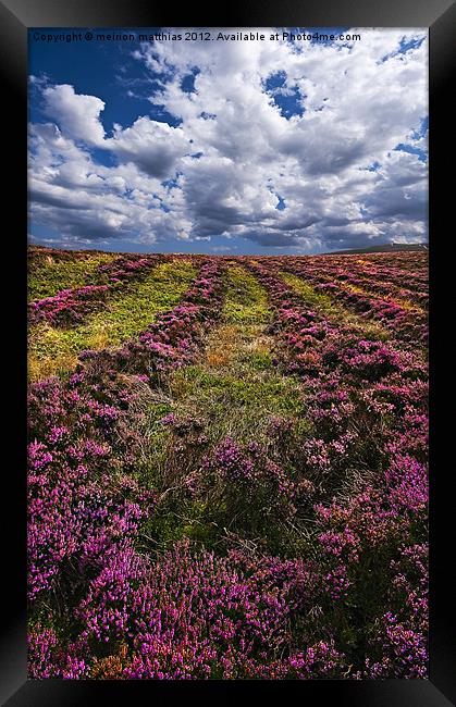 lines of heather Framed Print by meirion matthias