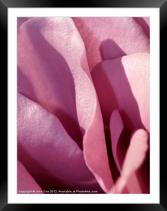 Pink Rose Framed Mounted Print by Julie Coe