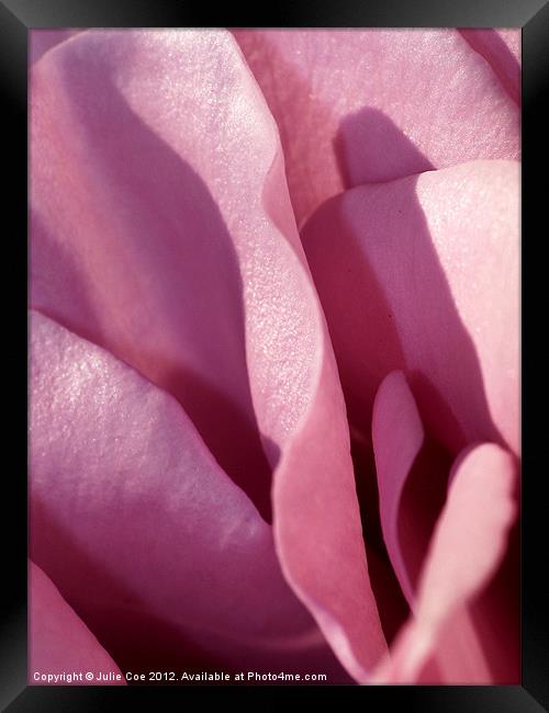 Pink Rose Framed Print by Julie Coe
