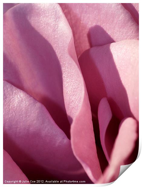 Pink Rose Print by Julie Coe