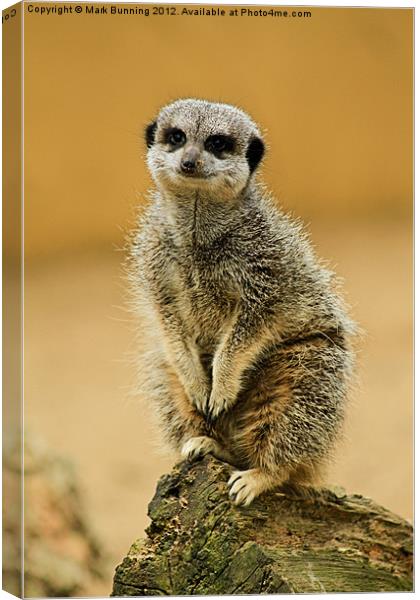 Simples Canvas Print by Mark Bunning