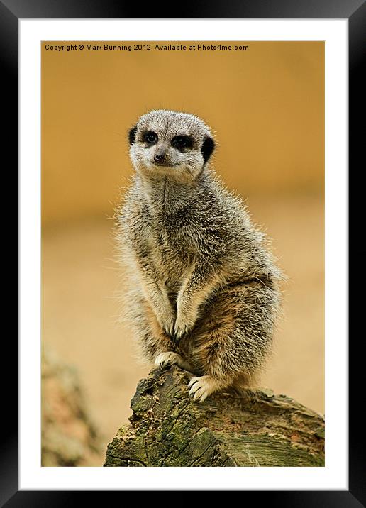 Simples Framed Mounted Print by Mark Bunning