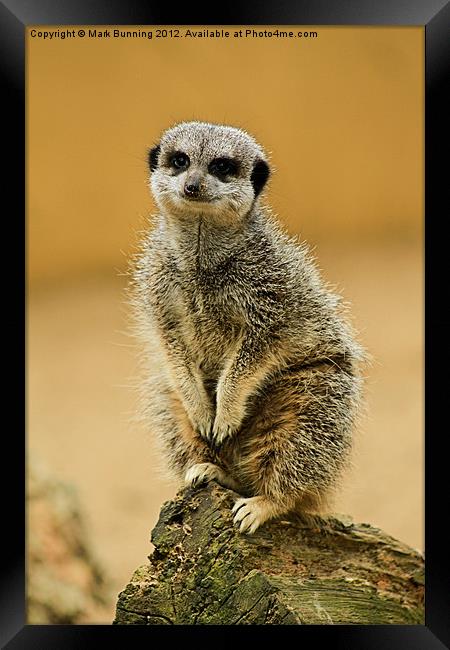 Simples Framed Print by Mark Bunning