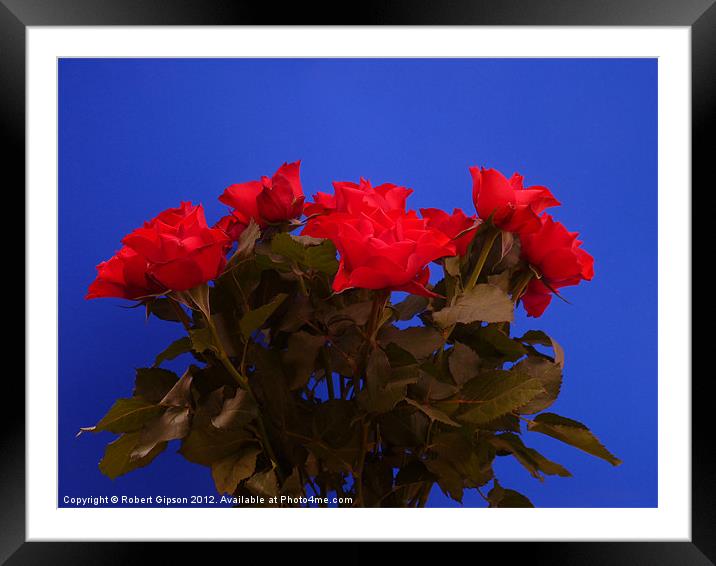 Roses for you Framed Mounted Print by Robert Gipson