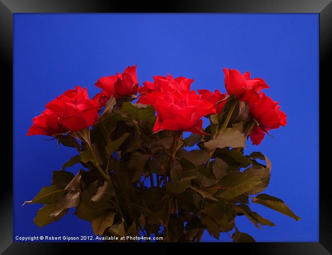 Roses for you Framed Print by Robert Gipson