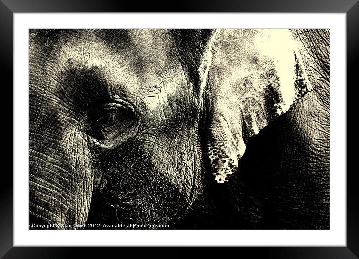 Asian Elephants Face. Framed Mounted Print by Stan Owen