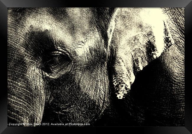 Asian Elephants Face. Framed Print by Stan Owen