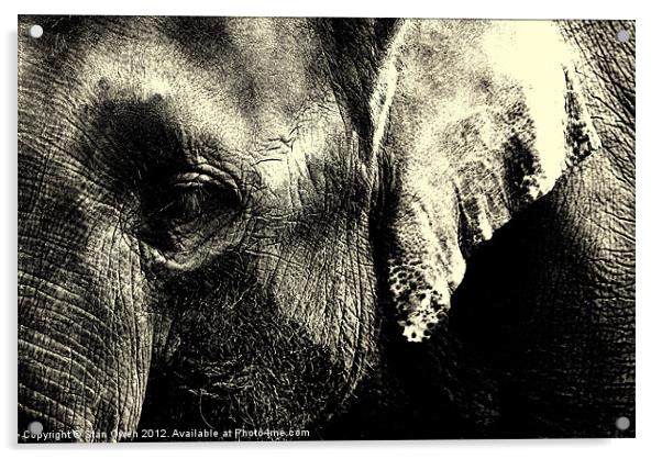 Asian Elephants Face. Acrylic by Stan Owen