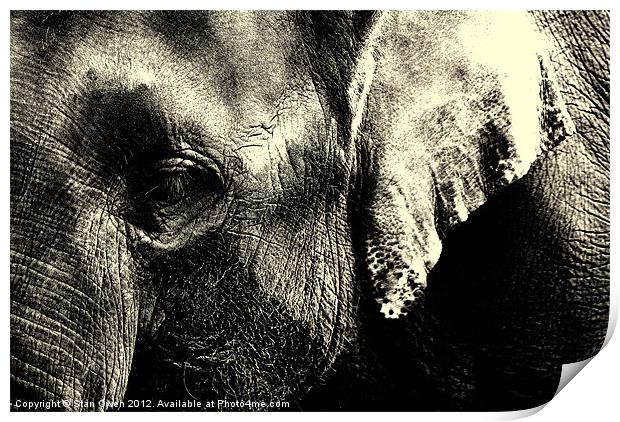 Asian Elephants Face. Print by Stan Owen