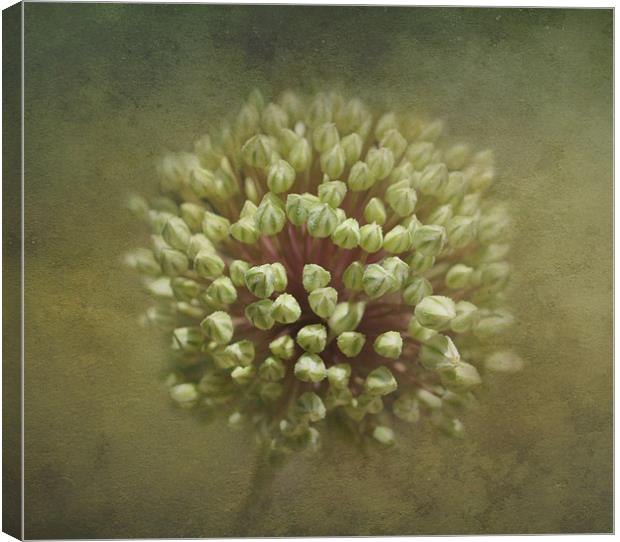 Onion Flower Buds Canvas Print by Karen Martin