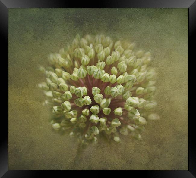 Onion Flower Buds Framed Print by Karen Martin
