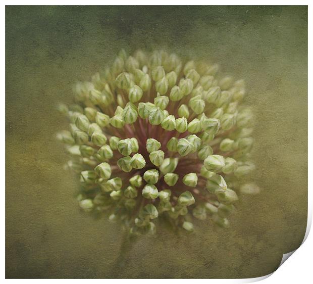 Onion Flower Buds Print by Karen Martin