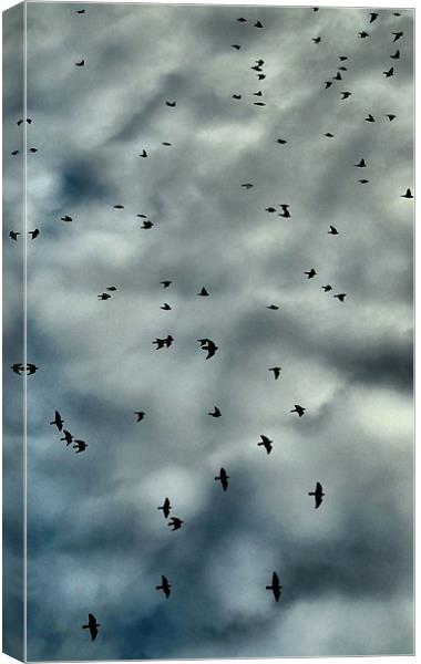 safety in numbers Canvas Print by Heather Newton