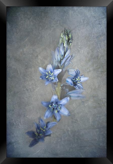 Bluebell Framed Print by Karen Martin