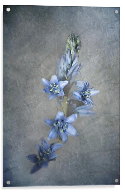 Bluebell Acrylic by Karen Martin