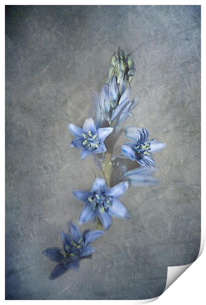 Bluebell Print by Karen Martin