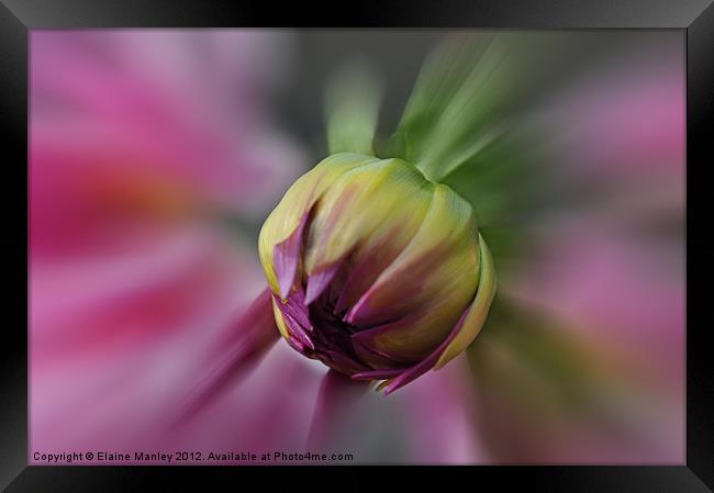 Blooming Dahlia  Flower Framed Print by Elaine Manley