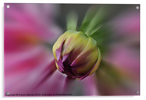 Blooming Dahlia  Flower Acrylic by Elaine Manley