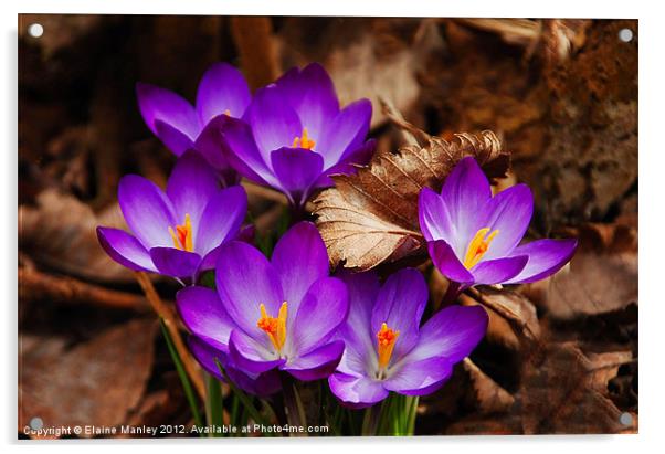 The First Signs of Spring .. Crocus Flower Acrylic by Elaine Manley