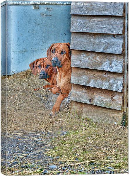 A PAIR OF WATCHFUL EYES Canvas Print by Rob Toombs