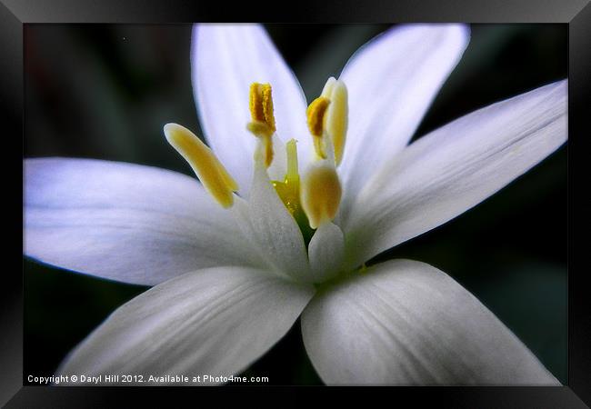 White Rain Lily Reproductive Parts Framed Print by Daryl Hill