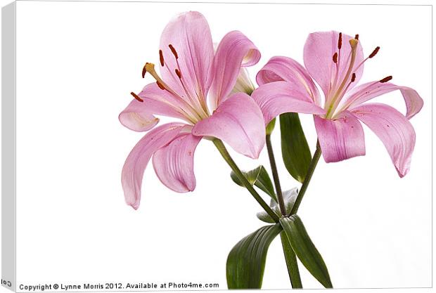 Pink Lillies Canvas Print by Lynne Morris (Lswpp)